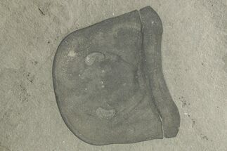 Eurypterus (Sea Scorpion) Head - New York #369355