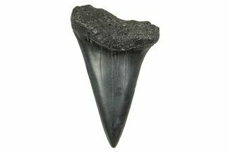 Fossil Broad-Toothed Mako Tooth - South Carolina #368625