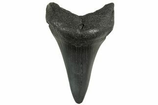 Fossil White Shark Tooth - South Carolina #368626