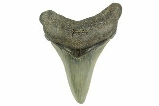 Serrated Angustidens Tooth - Megalodon Ancestor #368643