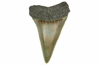 Fossil Broad-Toothed Mako Tooth - South Carolina #368647