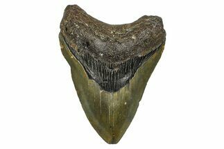 Fossil Megalodon Tooth - North Carolina #368442