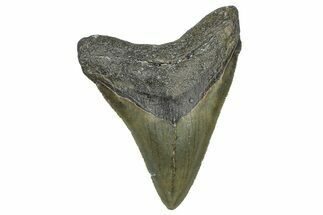 Serrated, Fossil Megalodon Tooth - North Carolina #368446