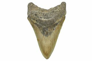 Serrated, Fossil Megalodon Tooth - North Carolina #368454