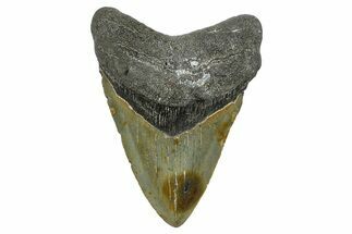Serrated, Fossil Megalodon Tooth - North Carolina #368455