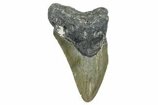Bargain, Fossil Megalodon Tooth - North Carolina #368458