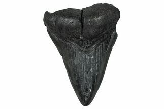 Bargain, Fossil Megalodon Tooth - South Carolina #368495