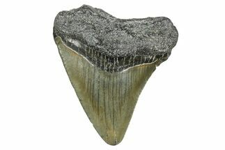 Juvenile Megalodon Tooth - South Carolina #368677