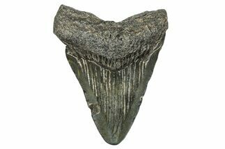 Juvenile Megalodon Tooth - South Carolina #368678