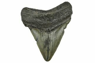 Juvenile Megalodon Tooth - South Carolina #368680