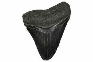 Juvenile Megalodon Tooth - South Carolina #368687