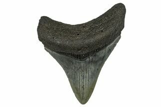 Juvenile Megalodon Tooth - South Carolina #368688
