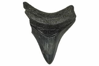 Juvenile Megalodon Tooth - South Carolina #368689