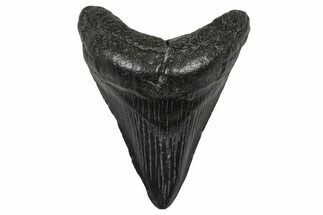 Juvenile Megalodon Tooth - South Carolina #368690