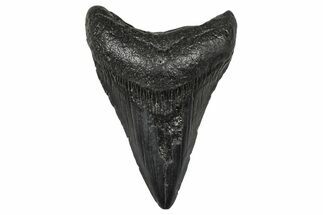 Fossil Megalodon Tooth - South Carolina #368693