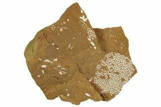 Ordovician Kukersite Oil Shale with Bryozoan Fossils - Russia #369555
