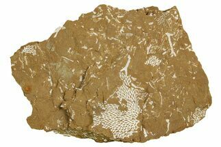 Ordovician Kukersite Oil Shale with Bryozoan Fossils - Russia #369558