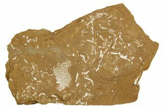 Ordovician Kukersite Oil Shale with Bryozoan Fossils - Russia #369568