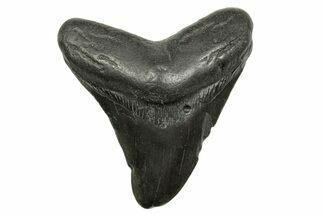 Bargain, Fossil Megalodon Tooth - South Carolina #368377