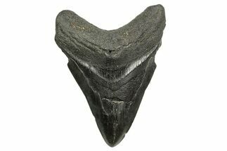 Bargain, Fossil Megalodon Tooth - South Carolina #368379