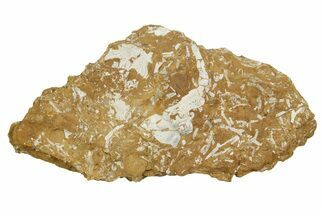 Ordovician Kukersite Oil Shale w/ Bryozoan & Trilobite Fossils #369585