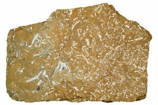 Ordovician Kukersite Oil Shale with Bryozoan Fossils - Russia #369586