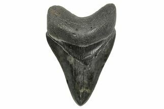 Fossil Megalodon Tooth - South Carolina #368398