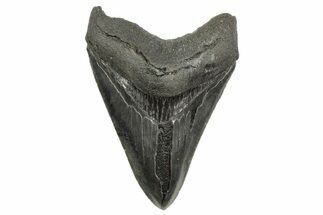 Serrated, Fossil Megalodon Tooth - South Carolina #368399