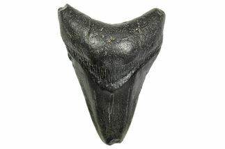 Fossil Megalodon Tooth - South Carolina #368402