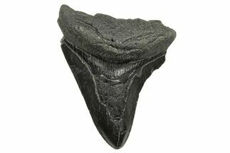 Bargain, Fossil Megalodon Tooth - South Carolina #368409