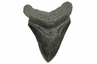 Fossil Megalodon Tooth - South Carolina #368411