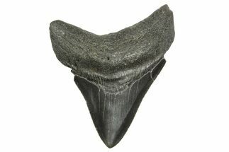 Serrated, Fossil Megalodon Tooth - South Carolina #368415