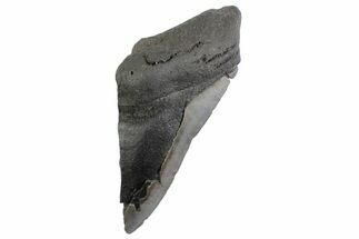 Partial Fossil Megalodon Tooth - South Carolina #359107