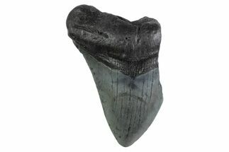 Partial Megalodon Tooth - South Carolina #359116