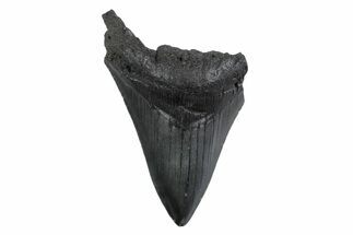 Partial Megalodon Tooth - South Carolina #359117
