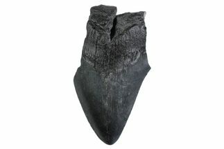 Partial Megalodon Tooth - South Carolina #359120