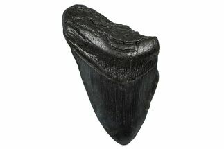 Partial Fossil Megalodon Tooth - South Carolina #368513