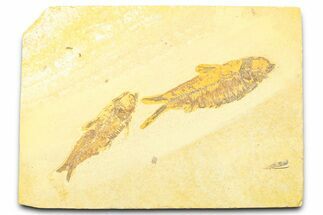 Plate With Two Fossil Fish (Knightia) - Wyoming #369538