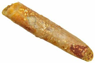 Fossil Sauropod Dinosaur (Rebbachisaurus) Tooth - Morocco #369641