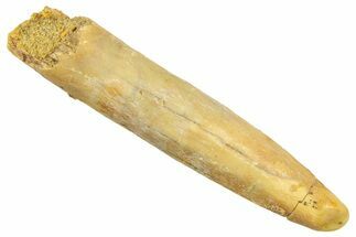 Fossil Sauropod Dinosaur (Rebbachisaurus) Tooth - Morocco #369646