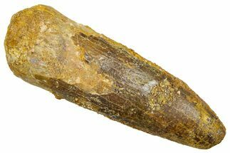 Fossil Sauropod Dinosaur (Titanosaur) Tooth - Morocco #369660