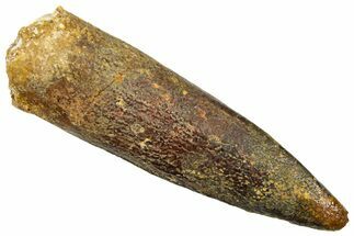 Fossil Sauropod Dinosaur (Titanosaur) Tooth - Morocco #369673