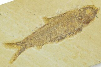 Detailed Fossil Fish (Knightia) - Wyoming #369388