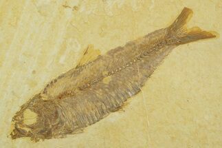 Detailed Fossil Fish (Knightia) - Wyoming #369400