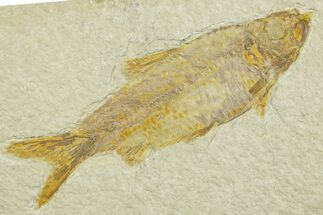 Detailed Fossil Fish (Knightia) - Wyoming #369406
