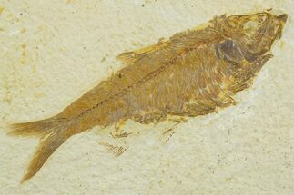 Detailed Fossil Fish (Knightia) - Wyoming #369413