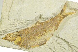 Bargain, Fossil Fish (Knightia) - Wyoming #369420