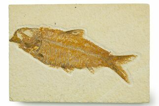 Detailed Fossil Fish (Knightia) - Wyoming #369423