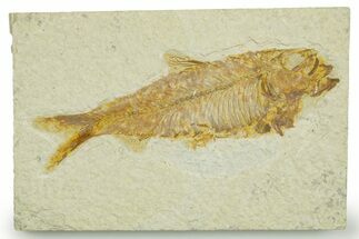 Detailed Fossil Fish (Knightia) - Wyoming #369426