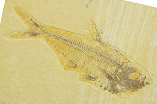 Detailed Fossil Fish (Diplomystus) - Wyoming #369442